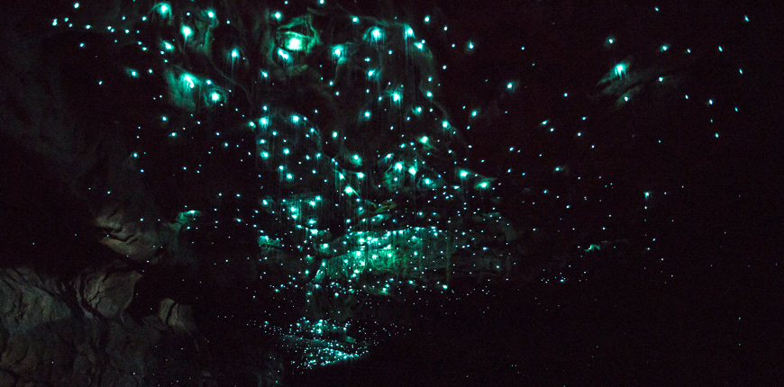 ถ้ำ Waitomo Glowworm
