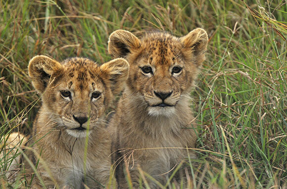 Safaris Bucket-List