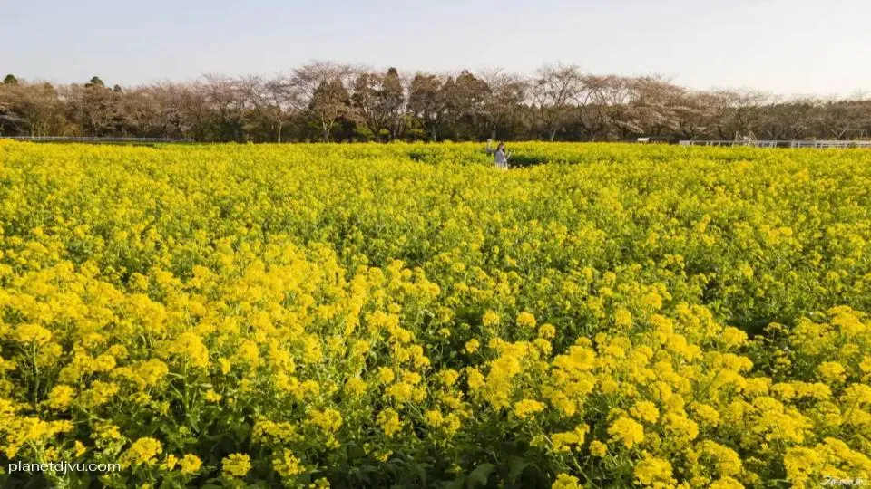Narita Dream Farm